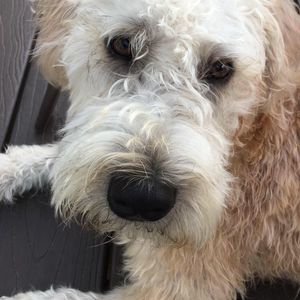 Meet your Posher, Marlo